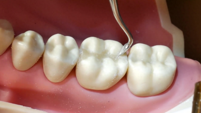 Teeth that don't regenerate may be a thing of the past, but 