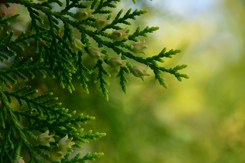 Green, Botany, Leaf, Nature