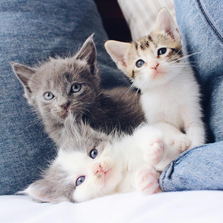 the-lucky-neko-rplhB9mYF48-unsplash