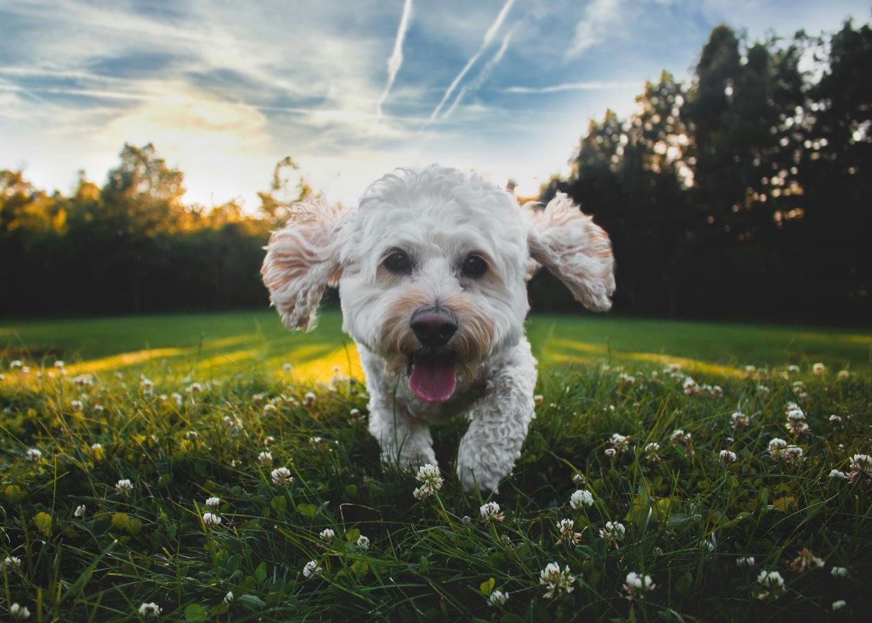 The furry healer: how pets quietly rewrite the psychological